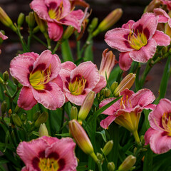 Hemerocallis hybride Always Afternoony blooms in garden.