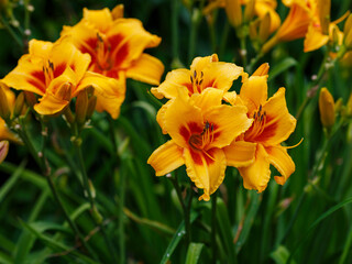 Hemerocallis hybride Bonanza blooms in garden