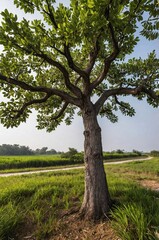 Obraz premium Green lush tree isolated on green landscape