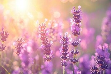 Fototapeta premium Lavender Flowers Blooming In Sunlight