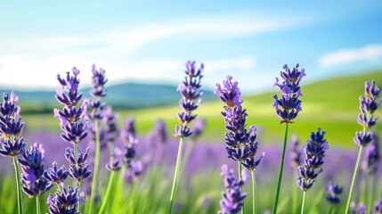 Obraz premium Lavender Flowers Bloom in a Sunny Field