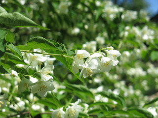 Delicate jasmine blooms with fragrant flowers in early summer