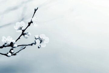Cherry blossoms branch with soft focus minimalistic background