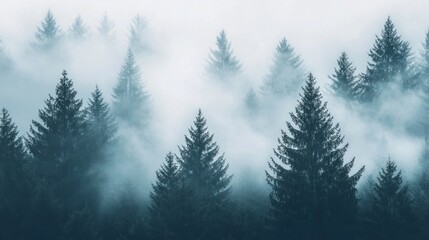 Misty forest, evergreen trees shrouded in fog, atmospheric landscape.