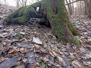 old tree in the forest with moss and fallen leaves on the ground