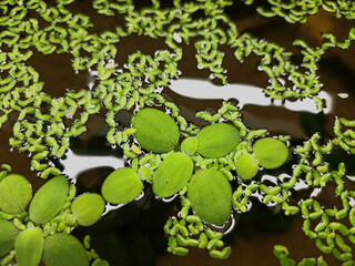 a green duckweed floats on the surface of the water with a reflection in the water.