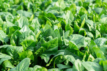 Young spinach leaves close up. Healthy organic vegetarian food grown in the garden.