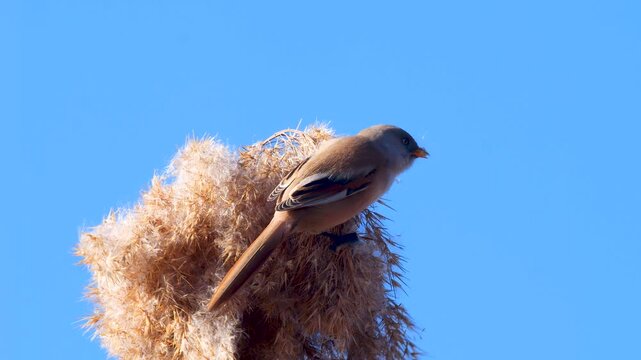 Wildlife - Birds. They feed on bearded reedling (Panurus biarmicus) birds, insects and reed seeds that live in large reeds in wetlands.