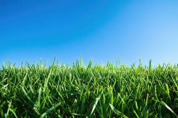 Fototapeta premium Lush Green Slope Under Vast Blue Sky: A Summer Nature Escape for Relaxation