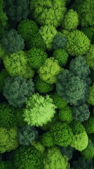 Aerial view of vibrant green canopy