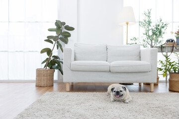 A pug relaxes on a soft carpet in a bright living room
