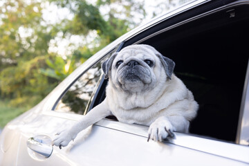Pug dog leans his head out of a car window.
