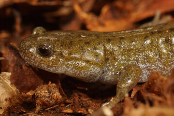 Closeup on the endangered Japanese Oita Salamander, Hynobius dunni on dried leafs