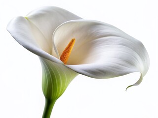 Elegant White Calla Lily Flower Isolated on White Background - High-Resolution Stock Photo