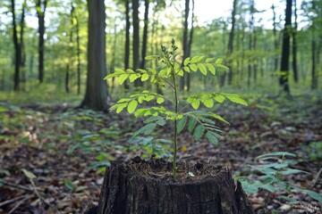 Rowan Tree Seedling Emerging from Ancient Stump in Lush Polish Forest