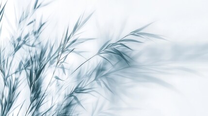 Fototapeta premium Soft, blue-toned grasses against a white background.