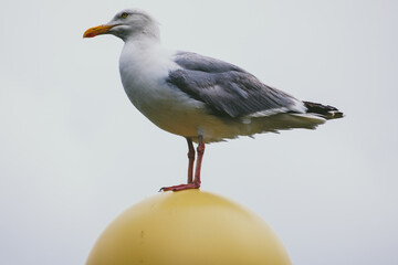 Seagull sitting on yellow light