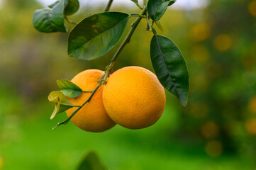 Freshly harvested oranges hang on a branch against a lush green orchard backdrop during sunny afternoon hours