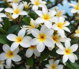 Obraz premium White frangipani flowers with vibrant yellow centers blooming on tree, bright and colorful, paradise garden, sunny day