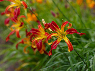 Obraz premium Hemerocallis Autumn Red blooms in garden