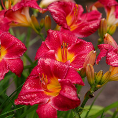 Hemerocallis Red Rum blooms in garden