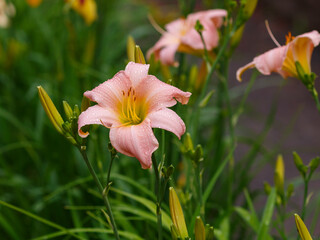 Hemerocallis Catherine Woodbery blooms in garden