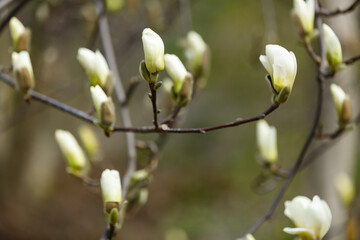 magnolia flowers close-up. magnolia tree. large flowers. beautiful bokeh. background of flowers and sky. magnolia flower bud. flowering tree. photo wallpaper. tulip-shaped magnolia