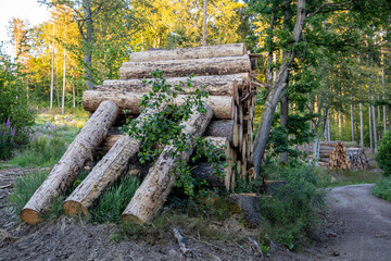 Holzpolter aum Wegesrand Waldweg