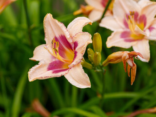 Hemerocallis Strawberry Candy blooms in garden