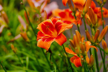 Fototapeta premium Hemerocallis LonGo Orange blooms in garden