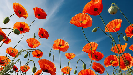 Obraz premium Bright orange poppies against a clear blue sky in full bloom