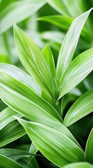 Obraz premium Vibrant green leaves with a fresh, healthy appearance, showcasing the beauty of nature and the concept of sustainable, eco-friendly living.