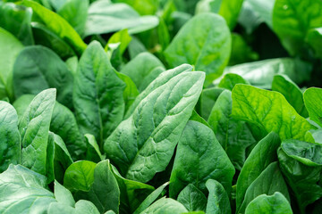 Young spinach leaves close up. Healthy organic vegetarian food grown in the garden.