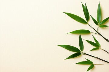 Bamboo leaves on minimal beige background