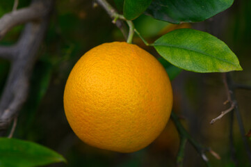 Ripening orange hangs delicately among vibrant green leaves in a sunlit orchard setting