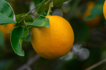Vibrant orange fruit hangs from lush green branches on a sunny day in an orchard