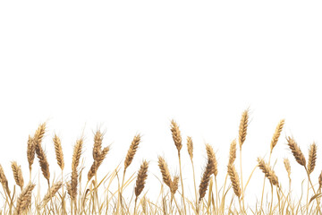 Golden Wheat Stalks Isolated On A White Background, PNG Transparent