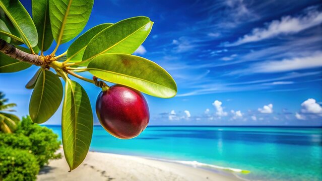 Cocoplum Fruit on Tropical Beach -  Paradise Plum, Icaco, Abajeru