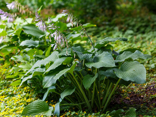 Hosta Empress Wu in the garden. Green bush Hosta. Beautiful Hosta leaves background. Hosta - an ornamental plant for landscaping park and garden design