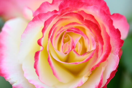 Beautiful rose blooms with vibrant pink edges showcasing delicate petals in a sunny garden - Powered by Adobe