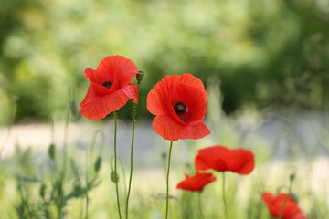 fiore rosso di papavero in primavera in un prato