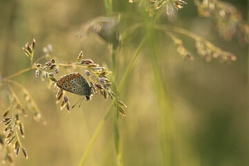una farfalla licenide su un fiore in primavera