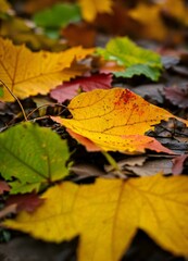 autumn leaves on the ground