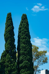 Tall green thujas against a blue sky with clouds.