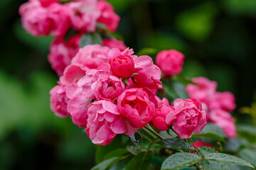 Rosa 'Angela' is a variety of floribunda roses