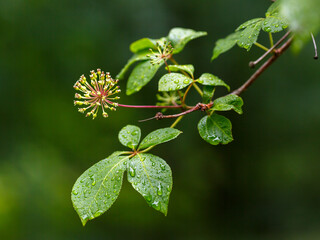 Flower of Eleutherococcus senticosus. Eleutherococcus is a genus of plants of the Aralii family
