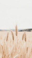Fototapeta premium A serene field of dry, mature autumn spikelets under a pale sky. The image evokes a sense of calm with its soft, muted colors.