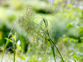 Scirpus sylvaticus, the wood clubrush, is a species of flowering plant in the sedge family © Flower_Garden