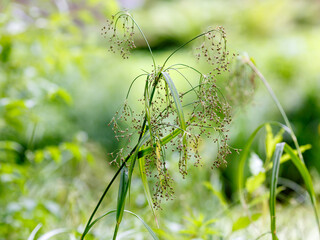 Scirpus sylvaticus, the wood clubrush, is a species of flowering plant in the sedge family © Flower_Garden