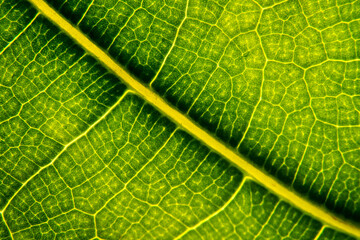 Green leaf in high optical zoom. Oxygen production, green energy, ecology and environment.
